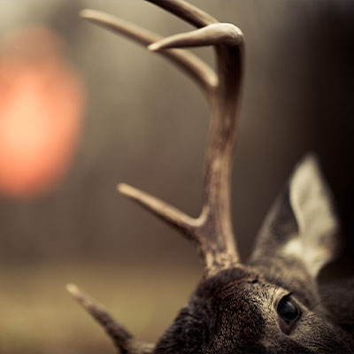 Whitetail Processing